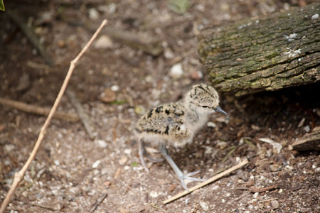 the black winged stilt chick is brown, tan and white