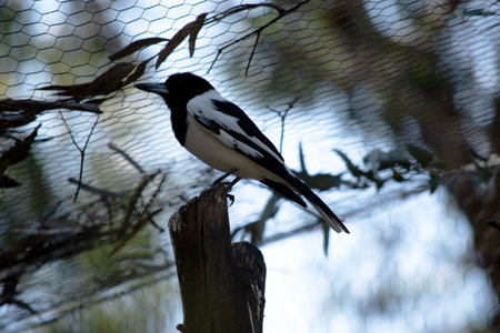 The Pied Butcherbird is a medium-sized black and white bird. It has a full black hood, dark brown eye and long, hooked, grey and black bill.の写真素材