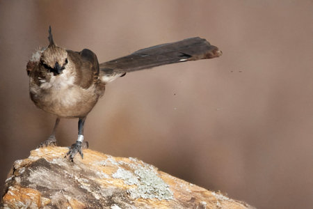 The chirruping wedgebill is plain gray plump songbird with dark tail, white wingbar, and a small...