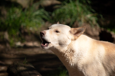 Dingos are a dog-like wolf. Dingos have a long muzzle, erect ears and strong claws.の写真素材