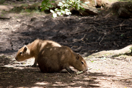 Capybara is a giant cavy rodent native to South America. It is the largest living rodentの写真素材