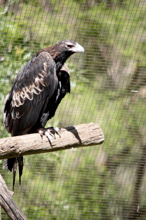 The Wedge-tailed Eagle is a dark brown-black color. The beak of the Wedge-tailed Eagle is pale cream.の写真素材