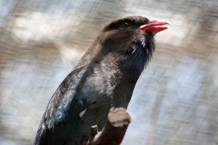 The dollar bird has mostly dark brown upperparts, washed heavily with blue-green on the back and wing coverts.の写真素材