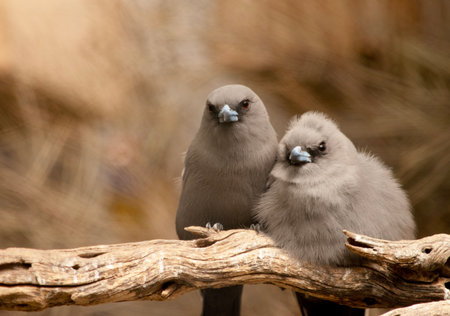 The dusky woodswallow is a chunky bird with broad, triangular wings and short, decurved bill; it has dark brownish-gray plumage overallの写真素材