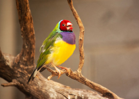 The gouldian  finch is a small bird, with a bright green back, yellow belly and a purple breast. The facial colour is redの写真素材