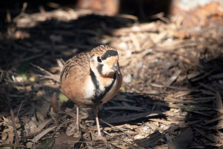 The inland dotterel  hasa black band over the crown and through the eye, and a striking black Y-shaped band on a white breast.の写真素材