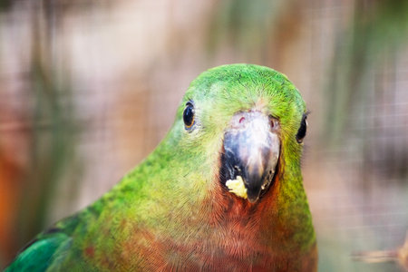 The Australian king parrot has a red belly and a green back, with green wings and a long green tailの写真素材