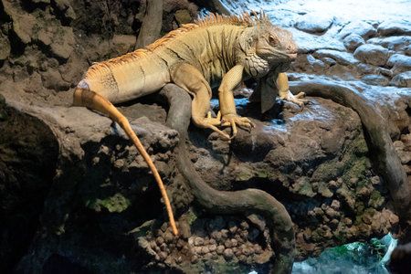 iguanas are some of the largest lizards found in the Americas, with their whiplike tail making up about half of that lengthの写真素材