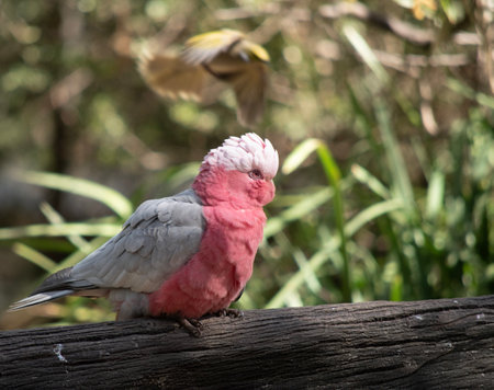 The Galah has a pale silver to grey back, a pale grey rump, a pink face and breast, and a light pink mobile crest.の写真素材