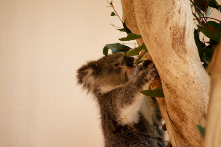 the Koala has a large round head, big furry ears and big black nose. Their fur is usually grey-brown in color with white fur on the chest, inner arms, ears and bottom.の写真素材