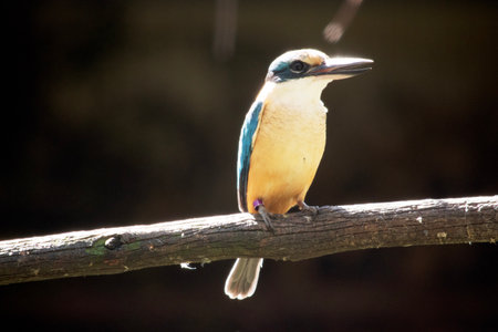 the scared kingfisher has a turquoise back, turquoise blue rump and tail, buff-white underparts and a broad cream collar. There is a broad black eye stripe extending from bill to nape of neck.の写真素材