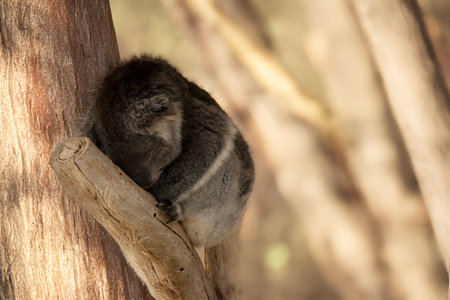 the Koala has a large round head, big furry ears and big black nose. Their fur is usually grey-brown in color with white fur on the chest, inner arms, ears and bottom.の写真素材