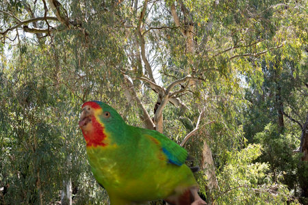 The musk lorikeet is mainly green and it is identified by its red forehead, blue crown and a distinctive yellow band on its wing.の写真素材