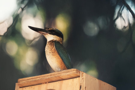 the scared kingfisher has a turquoise back, turquoise blue rump and tail, buff-white underparts and a broad cream collar. There is a broad black eye stripe extending from bill to nape of neckの写真素材
