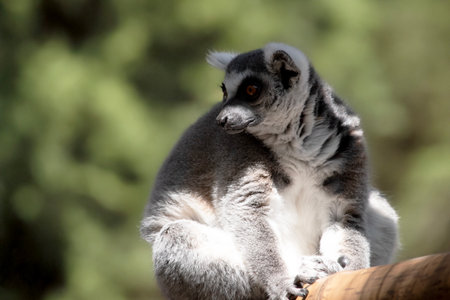 The Ring-tailed lemur backs is grey with grey limbs and dark grey heads and necks.の写真素材