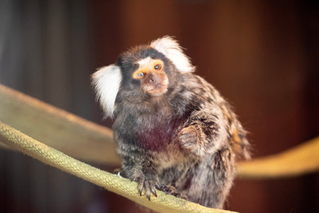 the marmoset is a small monkey with white hair out the side of its earsの写真素材