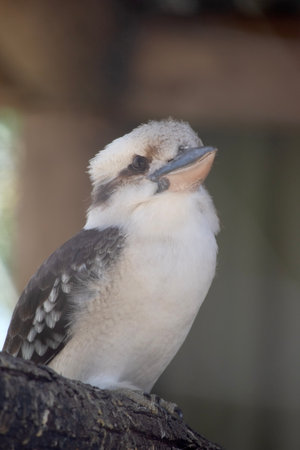 the laughing kookaburra has an off-white head, which is marked by a distinctive dark brown stripe which runs around each eye and along the centre of the head.の写真素材