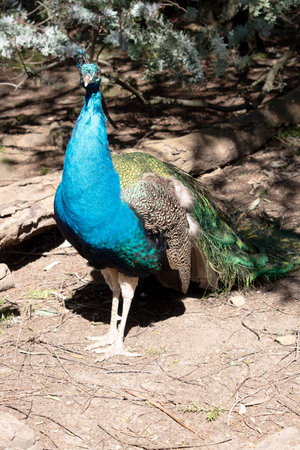 Peacocks are large, colorful birds known for their iridescent tailsの写真素材