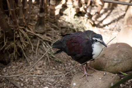 the New Guinea white chested ground dove have a distinctive purplish plumage with a dark collar and they are known for their soft and cooing calls.の写真素材