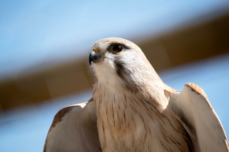 The Nankeen Kestrel is a slender falcon and is a relatively small raptorの写真素材