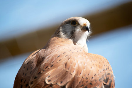 The Nankeen Kestrel is a slender falcon and is a relatively small raptorの写真素材