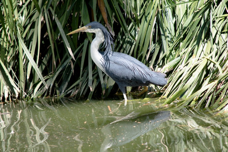 The pied heron is long-legged, long-necked, freshwater and coastal birdの写真素材