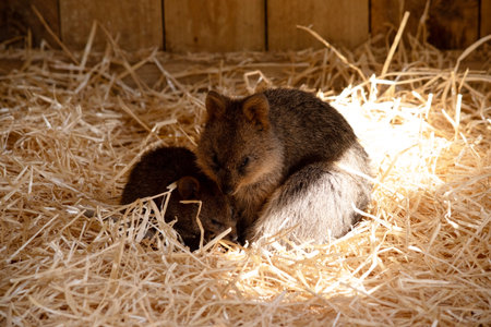The Quokka is a small wallaby with thick, coarse, grey-brown fur with lighter underparts. Its snout is naked and its ears are short.の写真素材