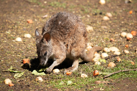 The red necked wallaby has mostly tawny grey fur, with a white chest and belly, and a dark brown muzzle, paws and feetの写真素材