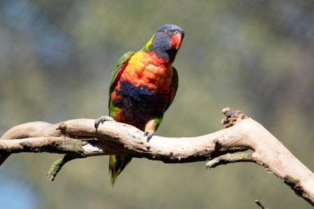 The rainbow lorikeet has a bright yellow-orange/red breast, a mostly violet-blue throat and a yellow-green collar.の写真素材