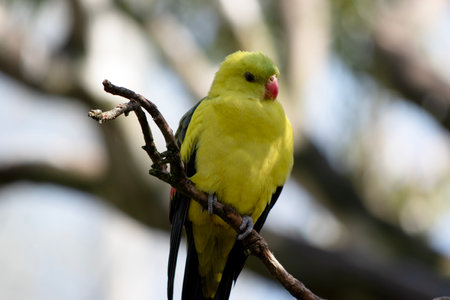 The male Regent Parrot has a general yellow appearance with the tail and outer edges of the wings being dark blue-black.の写真素材