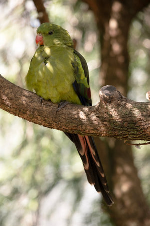 The male Regent Parrot has a general yellow appearance with the tail and outer edges of the wings being dark blue-black. It has yellow shoulder patches and a narrow red band crosses the centre of the wings and yellow underwingsの写真素材