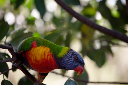 The rainbow lorikeet has a bright yellow-orange/red breast, a mostly violet-blue throat and a yellow-green collar.の写真素材