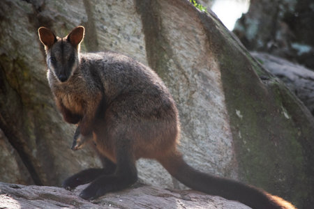 The southern Brush-tailed Rock-wallaby has a characteristic, long, dark tail that is bushier towards the tip.の写真素材