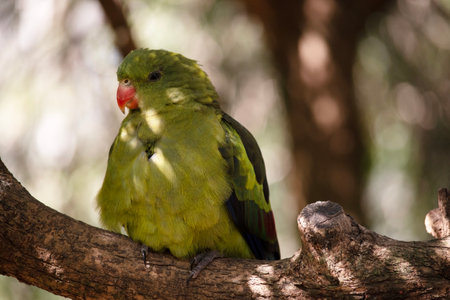 The male Regent Parrot has a general yellow appearance with the tail and outer edges of the wings being dark blue-black. It has yellow shoulder patches and a narrow red band crosses the centre of the wings and yellow underwingsの写真素材