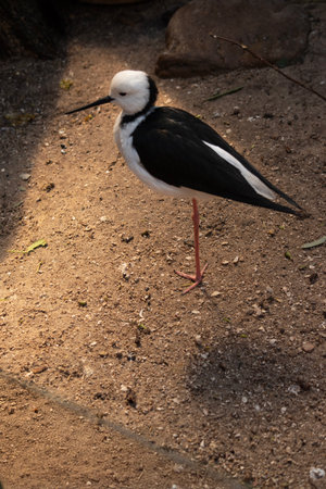 The black winged stilt is a black and white bird with pink legs.の写真素材