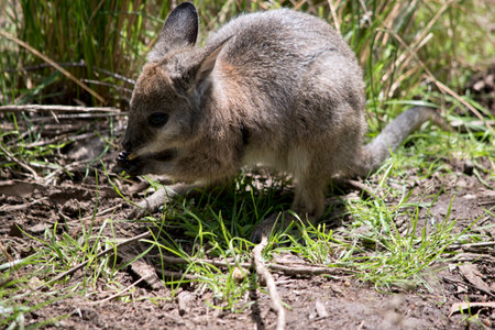 the joey tammar wallaby is eating food left by touristsの写真素材