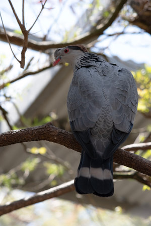 The Topknot Pigeon is dark grey on the back and wings, with black flight feathers at the end of the wing.の写真素材