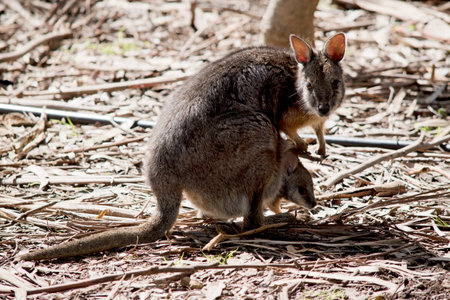 the tammar wallaby has a joey in her pouch looking outの写真素材