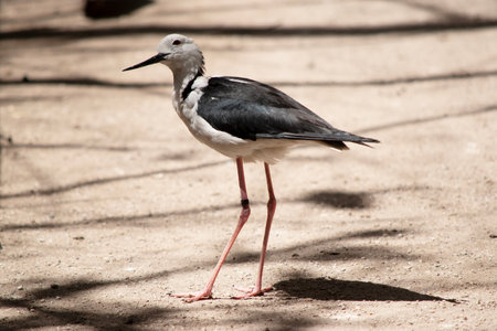 The black winged stilt is a black and white bird with pink legs. It has a white head with a narrow black beak, white chest and black wingsの写真素材
