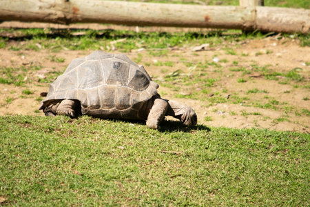 Aldabras Tortoises are one of the world's largest land tortoisesの写真素材