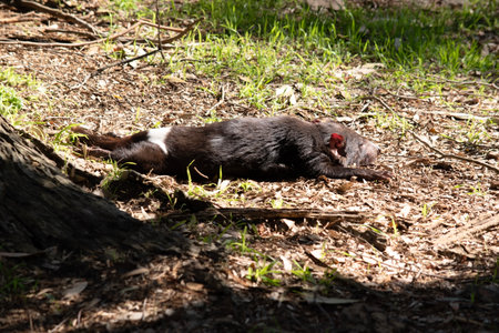 The Tasmanian devil is black in color with a white band on the chest and hindquarters and have nearly-hairless, pink ears.の写真素材