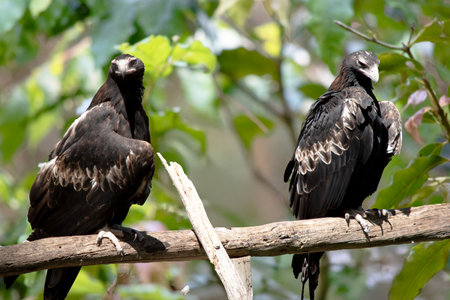The Wedge-tailed Eagle is a dark brown-black color. The beak of the Wedge-tailed Eagle is pale cream.の写真素材
