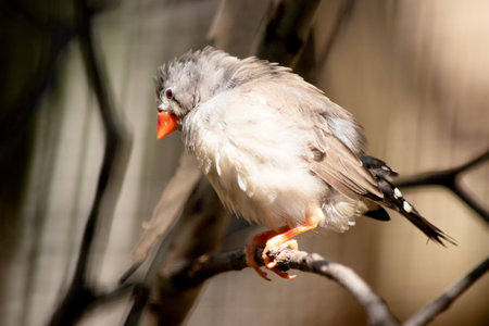 the female  finch has a grey body with a white under belly with a black and white tail. It has a white and black stripe on its faceの写真素材
