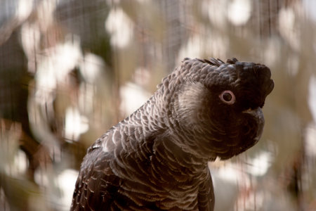 The white tailed cockatoo is a black bird with white edging around its feather and a white cheek patchの写真素材