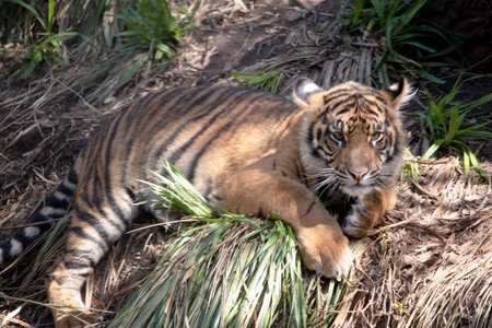 Young tigers have all their stripes and markings. They are learning to be hunters while playingの写真素材