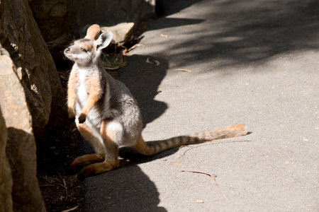 The Yellow-footed Rock-wallaby is brightly coloured with a white cheek stripe and orange ears. It is fawn-grey above with a white side-stripe, and a brown and white hip-stripe.の写真素材