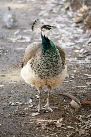 Peahens are mostly brown on their back with a white belly. Peahens do have a crest on their head and green neck feathers.の写真素材