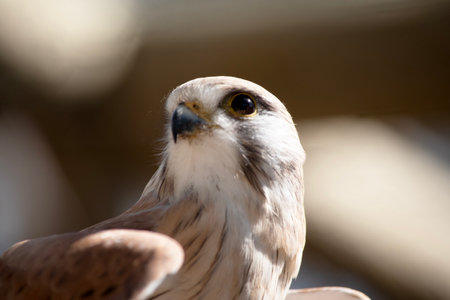 The Nankeen Kestrel is a slender falcon and is a relatively small raptorの写真素材