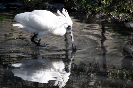 The royal spoonbill is a large white sea bird with a black bill that looks like a spoon. The royal spoonbill has yellow eyebrows and black legsの写真素材