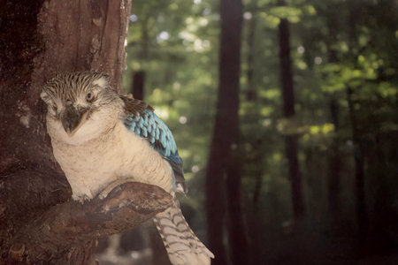 The Blue-winged Kookaburra is a large kingfisher with a big square head and a long bill.